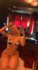☘️Want to be an exotic pet owner ? Here’s a lioness you can tame. Text me on +1(860)271-6312💕 | Fort Smith | United States | cityxad.com 